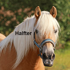 Pferd Halfter Kategorie