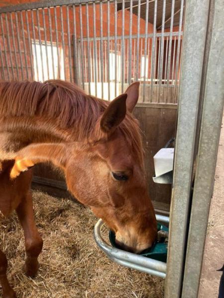 weiteres Pferd Tränke mit Pendelventil