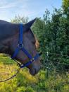HALFTER GEPOLSTERT